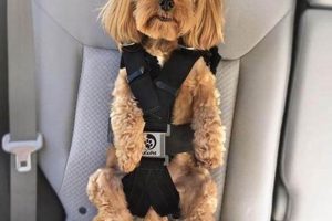 Best Shark Tank Dog Car Seats: Top Picks & Reviews My Caring Dog – Tips, Stories, and Care Guides for Loving Pet Owners Best Shark Tank Dog Car Seats: Top Picks & Reviews | My Caring Dog – Tips, Stories, and Care Guides for Loving Pet Owners