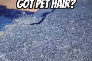 How Do You Get Dog Hair Out Of Your Car My Caring Dog – Tips, Stories, and Care Guides for Loving Pet Owners How Do You Get Dog Hair Out Of Your Car | My Caring Dog – Tips, Stories, and Care Guides for Loving Pet Owners
