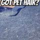 How Do You Get Dog Hair Out Of Your Car | My Caring Dog – Tips, Stories, and Care Guides for Loving Pet Owners