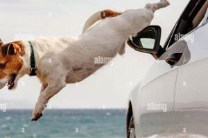 Stop Dogs Jumping Out Car Windows: Safety Tips My Caring Dog – Tips, Stories, and Care Guides for Loving Pet Owners Stop Dogs Jumping Out Car Windows: Safety Tips | My Caring Dog – Tips, Stories, and Care Guides for Loving Pet Owners