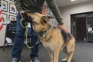 Support Nonprofit Service Dog Charities My Caring Dog – Tips, Stories, and Care Guides for Loving Pet Owners Support Nonprofit Service Dog Charities | My Caring Dog – Tips, Stories, and Care Guides for Loving Pet Owners