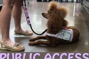 Complete Guide: Service Dog Training My Caring Dog – Tips, Stories, and Care Guides for Loving Pet Owners Complete Guide: Service Dog Training | My Caring Dog – Tips, Stories, and Care Guides for Loving Pet Owners
