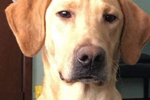 Best Labrador Retriever Rescue in St. Louis My Caring Dog – Tips, Stories, and Care Guides for Loving Pet Owners Best Labrador Retriever Rescue in St. Louis | My Caring Dog – Tips, Stories, and Care Guides for Loving Pet Owners