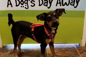 Top Dog Day Care in Marco Island, FL My Caring Dog – Tips, Stories, and Care Guides for Loving Pet Owners Top Dog Day Care in Marco Island, FL | My Caring Dog – Tips, Stories, and Care Guides for Loving Pet Owners
