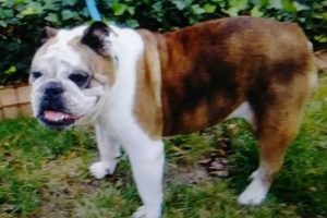 Adopt English Bulldog Rescue St. Louis Pups My Caring Dog – Tips, Stories, and Care Guides for Loving Pet Owners Adopt English Bulldog Rescue St. Louis Pups | My Caring Dog – Tips, Stories, and Care Guides for Loving Pet Owners
