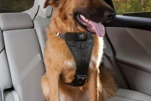 Top 5 Best Dog Car Harnesses of 2020: Reviews & Guide My Caring Dog – Tips, Stories, and Care Guides for Loving Pet Owners Top 5 Best Dog Car Harnesses of 2020: Reviews & Guide | My Caring Dog – Tips, Stories, and Care Guides for Loving Pet Owners