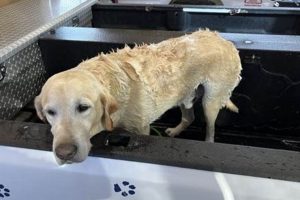 Best Smudge Car & Dog Wash: Near Me My Caring Dog – Tips, Stories, and Care Guides for Loving Pet Owners Best Smudge Car & Dog Wash: Near Me | My Caring Dog – Tips, Stories, and Care Guides for Loving Pet Owners