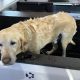 Best Smudge Car & Dog Wash: Near Me | My Caring Dog – Tips, Stories, and Care Guides for Loving Pet Owners