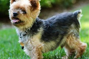 Best Small Dog Rescue Near St. Louis, MO My Caring Dog – Tips, Stories, and Care Guides for Loving Pet Owners Best Small Dog Rescue Near St. Louis, MO | My Caring Dog – Tips, Stories, and Care Guides for Loving Pet Owners
