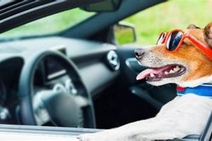 The Truth About Why Dogs Love Car Rides My Caring Dog – Tips, Stories, and Care Guides for Loving Pet Owners The Truth About Why Dogs Love Car Rides | My Caring Dog – Tips, Stories, and Care Guides for Loving Pet Owners
