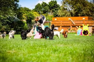 Best Mutts Dog Day Care | Pampered Pups My Caring Dog – Tips, Stories, and Care Guides for Loving Pet Owners Best Mutts Dog Day Care | Pampered Pups | My Caring Dog – Tips, Stories, and Care Guides for Loving Pet Owners