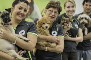 Best Dog Day Care in Sydney: Top Centers My Caring Dog – Tips, Stories, and Care Guides for Loving Pet Owners Best Dog Day Care in Sydney: Top Centers | My Caring Dog – Tips, Stories, and Care Guides for Loving Pet Owners