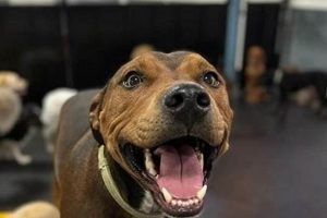 Top Dog Day Care in Meridian, ID My Caring Dog – Tips, Stories, and Care Guides for Loving Pet Owners Top Dog Day Care in Meridian, ID | My Caring Dog – Tips, Stories, and Care Guides for Loving Pet Owners