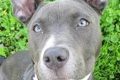 Adopt SFACC Dogs: Find Your Furry Friend My Caring Dog – Tips, Stories, and Care Guides for Loving Pet Owners Adopt SFACC Dogs: Find Your Furry Friend | My Caring Dog – Tips, Stories, and Care Guides for Loving Pet Owners