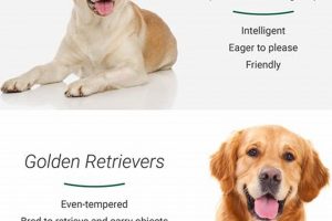 Top Service Dog Breeds: Ultimate List My Caring Dog – Tips, Stories, and Care Guides for Loving Pet Owners Top Service Dog Breeds: Ultimate List | My Caring Dog – Tips, Stories, and Care Guides for Loving Pet Owners