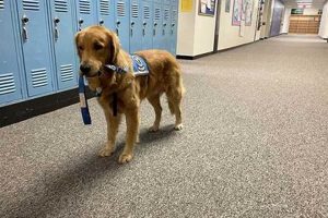 Michigan Service Dogs for Sale: Find Your Partner My Caring Dog – Tips, Stories, and Care Guides for Loving Pet Owners Michigan Service Dogs for Sale: Find Your Partner | My Caring Dog – Tips, Stories, and Care Guides for Loving Pet Owners