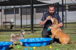 Best Dog Day Care in Samford: Top Choices My Caring Dog – Tips, Stories, and Care Guides for Loving Pet Owners Best Dog Day Care in Samford: Top Choices | My Caring Dog – Tips, Stories, and Care Guides for Loving Pet Owners