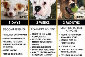 Dogs To My Caring Dog – Tips, Stories, and Care Guides for Loving Pet Owners Dogs To | My Caring Dog – Tips, Stories, and Care Guides for Loving Pet Owners