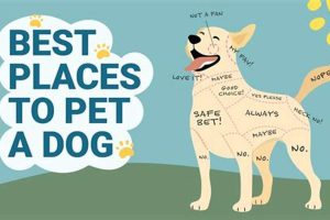 Best Places to Pet Dogs: Parks, Cafes & More My Caring Dog – Tips, Stories, and Care Guides for Loving Pet Owners Best Places to Pet Dogs: Parks, Cafes & More | My Caring Dog – Tips, Stories, and Care Guides for Loving Pet Owners