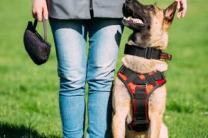 Best Service Dogs in Colorado Springs, CO My Caring Dog – Tips, Stories, and Care Guides for Loving Pet Owners Best Service Dogs in Colorado Springs, CO | My Caring Dog – Tips, Stories, and Care Guides for Loving Pet Owners
