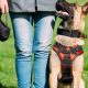 Best Service Dogs in Colorado Springs, CO | My Caring Dog – Tips, Stories, and Care Guides for Loving Pet Owners