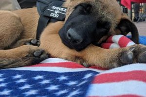 Best Utah Service Dog Training & Certification My Caring Dog – Tips, Stories, and Care Guides for Loving Pet Owners Best Utah Service Dog Training & Certification | My Caring Dog – Tips, Stories, and Care Guides for Loving Pet Owners