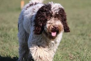 Best Dog Day Care in Islington: Top Choices My Caring Dog – Tips, Stories, and Care Guides for Loving Pet Owners Best Dog Day Care in Islington: Top Choices | My Caring Dog – Tips, Stories, and Care Guides for Loving Pet Owners