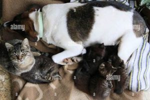 Amazing! Mother Dog Adopts Kittens My Caring Dog – Tips, Stories, and Care Guides for Loving Pet Owners Amazing! Mother Dog Adopts Kittens | My Caring Dog – Tips, Stories, and Care Guides for Loving Pet Owners
