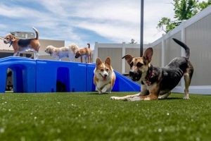 Safe & Fun Dog Day Care Slides for Playtime | My Caring Dog – Tips, Stories, and Care Guides for Loving Pet Owners
