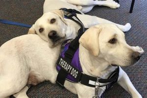 Best Service Dog Breeders: Find Your Perfect Partner My Caring Dog – Tips, Stories, and Care Guides for Loving Pet Owners Best Service Dog Breeders: Find Your Perfect Partner | My Caring Dog – Tips, Stories, and Care Guides for Loving Pet Owners
