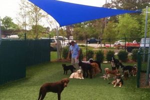 Top Dog Day Care in Wilmington NC: Best Options My Caring Dog – Tips, Stories, and Care Guides for Loving Pet Owners Top Dog Day Care in Wilmington NC: Best Options | My Caring Dog – Tips, Stories, and Care Guides for Loving Pet Owners
