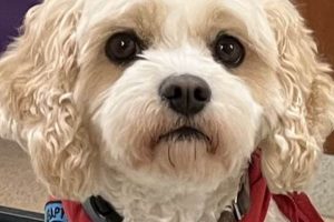 Certified Therapy Dogs International: Aid & Comfort My Caring Dog – Tips, Stories, and Care Guides for Loving Pet Owners Certified Therapy Dogs International: Aid & Comfort | My Caring Dog – Tips, Stories, and Care Guides for Loving Pet Owners