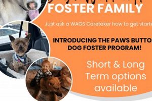 Become a Service Dog Foster Hero: Change a Life My Caring Dog – Tips, Stories, and Care Guides for Loving Pet Owners Become a Service Dog Foster Hero: Change a Life | My Caring Dog – Tips, Stories, and Care Guides for Loving Pet Owners