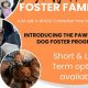 Become a Service Dog Foster Hero: Change a Life | My Caring Dog – Tips, Stories, and Care Guides for Loving Pet Owners