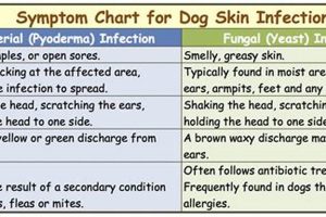 Dog Skin Infection Care: Tips & Treatments My Caring Dog – Tips, Stories, and Care Guides for Loving Pet Owners Dog Skin Infection Care: Tips & Treatments | My Caring Dog – Tips, Stories, and Care Guides for Loving Pet Owners