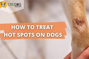 Dog Hot Spot Care: Guide for Owners My Caring Dog – Tips, Stories, and Care Guides for Loving Pet Owners Dog Hot Spot Care: Guide for Owners | My Caring Dog – Tips, Stories, and Care Guides for Loving Pet Owners