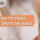 Dog Hot Spot Care: Guide for Owners | My Caring Dog – Tips, Stories, and Care Guides for Loving Pet Owners