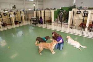 Top-Rated Take Five Dog Care Boarding Services My Caring Dog – Tips, Stories, and Care Guides for Loving Pet Owners Top-Rated Take Five Dog Care Boarding Services | My Caring Dog – Tips, Stories, and Care Guides for Loving Pet Owners