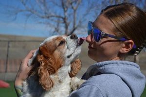 Best Canine Clubs Near Me | Car Dog Adventures My Caring Dog – Tips, Stories, and Care Guides for Loving Pet Owners Best Canine Clubs Near Me | Car Dog Adventures | My Caring Dog – Tips, Stories, and Care Guides for Loving Pet Owners