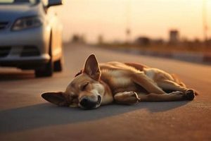 Preventing Car Hits Dog Accidents: Tips & Advice My Caring Dog – Tips, Stories, and Care Guides for Loving Pet Owners Preventing Car Hits Dog Accidents: Tips & Advice | My Caring Dog – Tips, Stories, and Care Guides for Loving Pet Owners