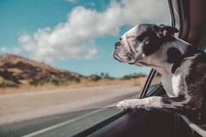 Travelling By Car With A Dog My Caring Dog – Tips, Stories, and Care Guides for Loving Pet Owners Travelling By Car With A Dog | My Caring Dog – Tips, Stories, and Care Guides for Loving Pet Owners