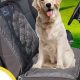 Best Dog Front Car Seats: Safety & Comfort | My Caring Dog – Tips, Stories, and Care Guides for Loving Pet Owners