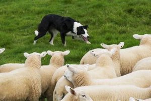 Dogs That Take Care Of Sheeps My Caring Dog – Tips, Stories, and Care Guides for Loving Pet Owners Dogs That Take Care Of Sheeps | My Caring Dog – Tips, Stories, and Care Guides for Loving Pet Owners