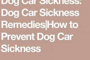 Dog Car Sickness: Safe Remedies & Tips My Caring Dog – Tips, Stories, and Care Guides for Loving Pet Owners Dog Car Sickness: Safe Remedies & Tips | My Caring Dog – Tips, Stories, and Care Guides for Loving Pet Owners