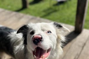 Best Dog Day Care in Adelaide: Top Centers My Caring Dog – Tips, Stories, and Care Guides for Loving Pet Owners Best Dog Day Care in Adelaide: Top Centers | My Caring Dog – Tips, Stories, and Care Guides for Loving Pet Owners