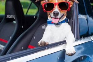 Dog From Car Window My Caring Dog – Tips, Stories, and Care Guides for Loving Pet Owners Dog From Car Window | My Caring Dog – Tips, Stories, and Care Guides for Loving Pet Owners