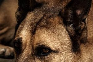 Top Canino Animal Breeds for Car Travel My Caring Dog – Tips, Stories, and Care Guides for Loving Pet Owners Top Canino Animal Breeds for Car Travel | My Caring Dog – Tips, Stories, and Care Guides for Loving Pet Owners