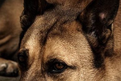 Top Canino Animal Breeds for Car Travel My Caring Dog – Tips, Stories, and Care Guides for Loving Pet Owners Top Canino Animal Breeds for Car Travel | My Caring Dog – Tips, Stories, and Care Guides for Loving Pet Owners