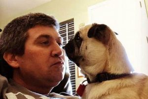 Tragedy: Child Star, Service Dog Found Dead in Car: Investigation My Caring Dog – Tips, Stories, and Care Guides for Loving Pet Owners Tragedy: Child Star, Service Dog Found Dead in Car: Investigation | My Caring Dog – Tips, Stories, and Care Guides for Loving Pet Owners