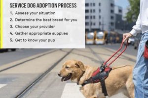 Where To Get A Service Dog Near Me My Caring Dog – Tips, Stories, and Care Guides for Loving Pet Owners Where To Get A Service Dog Near Me | My Caring Dog – Tips, Stories, and Care Guides for Loving Pet Owners